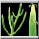 Euphorbia_imerina.jpg