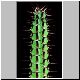 Euphorbia_inaequispina.jpg