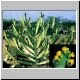 Euphorbia_inarticulata_Namrah.jpg