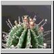 Euphorbia_inconstantia1.jpg