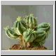 Euphorbia_infausta.jpg