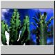 Euphorbia_ingens.jpg