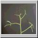 Euphorbia_intisy.jpg