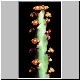 Euphorbia_isacantha.jpg