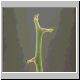 Euphorbia_kamponii.jpg