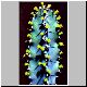 Euphorbia_keithii.jpg