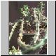Euphorbia_knuthii_1.jpg