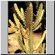 Euphorbia_lactea_grey_ghost.jpg