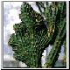 Euphorbia_lydenburgensis_cristat.jpg